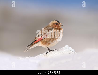 Finch africano con ali di Crimson - Rhodopechys alienus Foto Stock