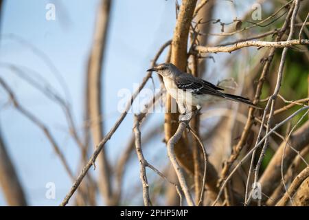 Ritratto di Kingbird grigio Foto Stock