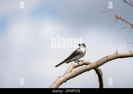 Ritratto di Kingbird grigio Foto Stock