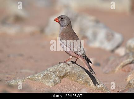 Trumpeter Finch - Bucanates githagineus Foto Stock