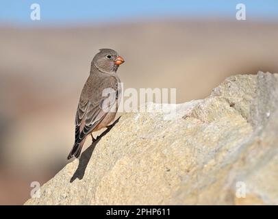 Trumpeter Finch - Bucanates githagineus Foto Stock