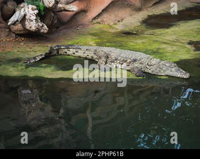 Coccodrilli nella fattoria di coccodrilli a Pierrelatte nel dipartimento di Drôme in Francia Foto Stock