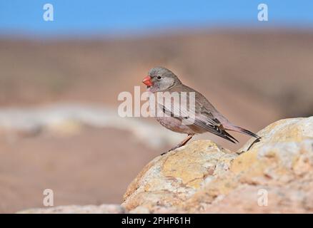 Trumpeter Finch - Bucanates githagineus Foto Stock