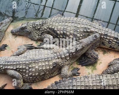 Coccodrilli nella fattoria di coccodrilli a Pierrelatte nel dipartimento di Drôme in Francia Foto Stock