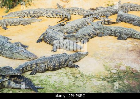 Coccodrilli nella fattoria di coccodrilli a Pierrelatte nel dipartimento di Drôme in Francia Foto Stock