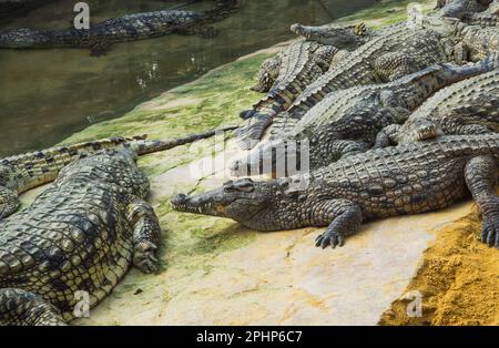 Coccodrilli nella fattoria di coccodrilli a Pierrelatte nel dipartimento di Drôme in Francia Foto Stock