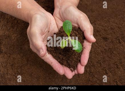 Foto orizzontale delle mani di una donna giardiniera che piantano un giovane germoglio di zucca con terreno. Foto Stock