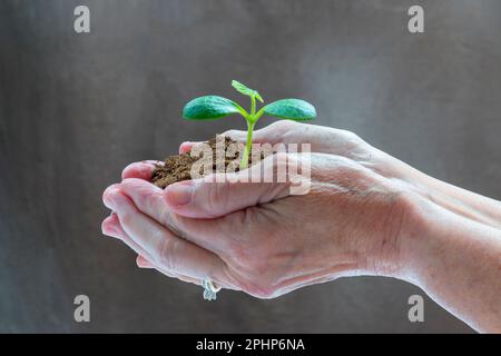 Immagine laterale orizzontale delle mani di una donna anziana che tiene un germoglio nella sporcizia. Foto Stock