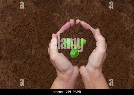 Sparo orizzontale guardando giù sulle mani di una donna che tiene un germoglio giovane per il trapianto con spazio copia. Foto Stock