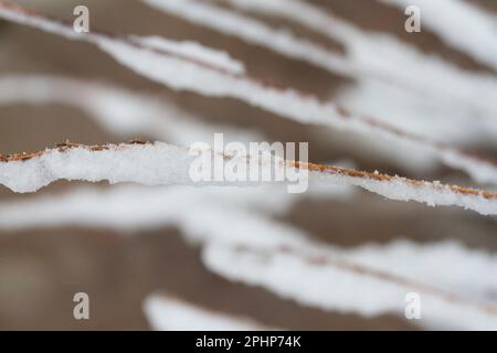 Neve su lame di erba lunga Foto Stock
