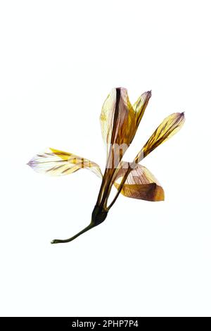 Un fiore pressato di Alstroemeria su sfondo bianco. Foto Stock