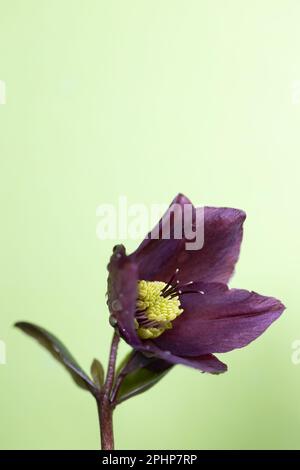 Un fiore rosso su fondo verde lime. Foto Stock