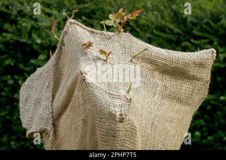 Germogli che crescono, Rosa standard, Inverno, protettivo, tessile, Germogli, primavera, germogliamento Foto Stock