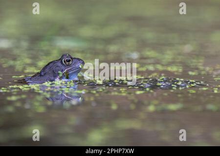 Common Frog (Rana temporanea) presso la RSPB Loch Leven Nature Reserve, Perth e Kinross, Scozia, Regno Unito. Foto Stock