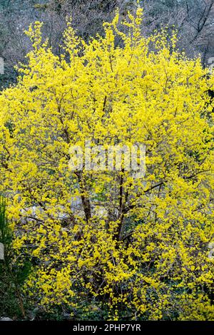 Ciliegio di Cornus, forma dell'albero di cornus mas, fioritura, Dogwood, Cornel europeo, primavera primaverile, Stagione, marzo Foto Stock