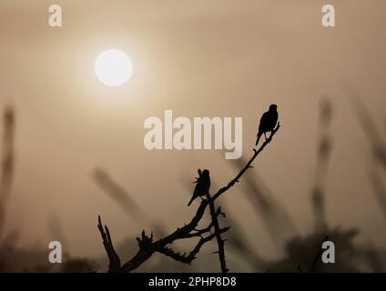 silhouette di uccello al brunch all'alba Foto Stock