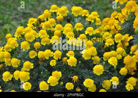 Sui cespugli fioriti fioriscono il marigold (tagetes) - pianta annuale della famiglia dell'astro Foto Stock