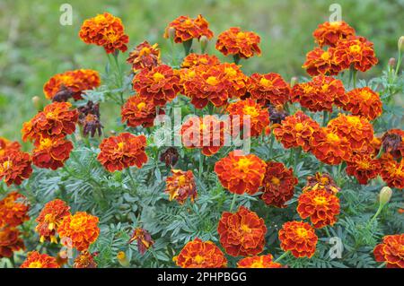 Sui cespugli fioriti fioriscono il marigold (tagetes) - pianta annuale della famiglia dell'astro Foto Stock