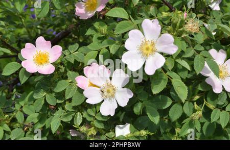 In primavera fiorisce il cespuglio di rose selvatiche Foto Stock