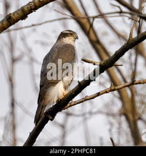 poco evidente... Goshawk ( Accipiter gentilis ), goshawk maschio nei rami degli alberi Foto Stock