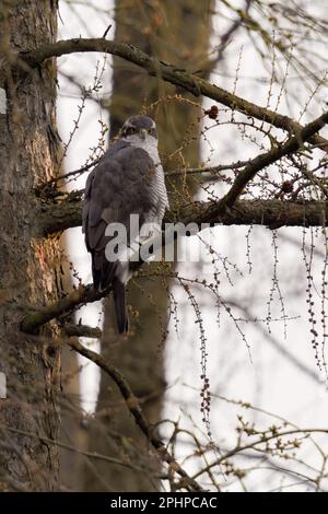 Contatto con gli occhi... Goshawk settentrionale ( Accipiter gentilis ), maschio Goshawk arroccato in un larice Foto Stock