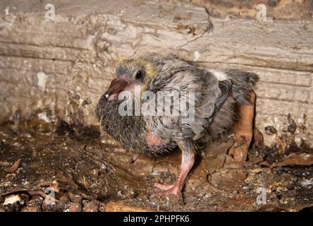 Feral Pigeon, Rock dove, chick, Columba livia, Londra, Regno Unito Foto Stock