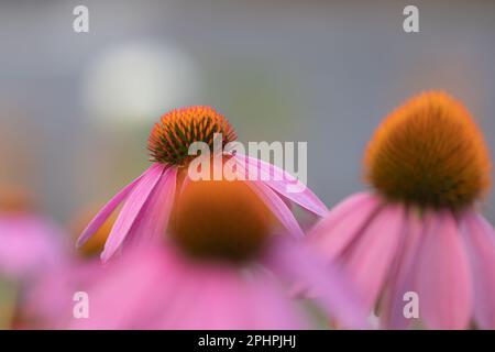 Vista ravvicinata di tre fiori (echinacea) con petali rosa in piena fioritura - messa a fuoco su un fiore, primo piano sfocato Foto Stock