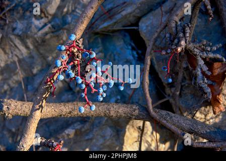 Grappolo di foglie di edera e frutti in autunno. Foto frontale, e dettaglio, autunno, vino rosso, sfere, rami verdi Foto Stock