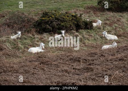 Una mandria di capra di Kashmiri capra Capra Markhor alcuni con i capretti sulle pendici superiori del promontorio di Great Orme a Llandudno, Galles del Nord Foto Stock