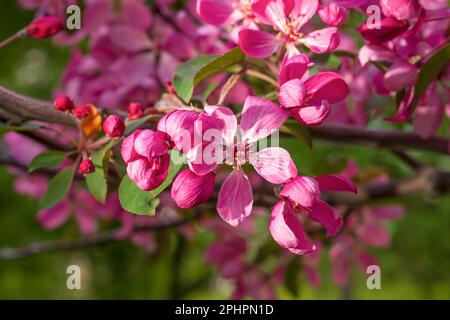 Albero di Mela Malus Rudolph, con fiori rosa scuro sullo sfondo sfocato bokeh. Molla. Disegno floreale astratto. Foto Stock