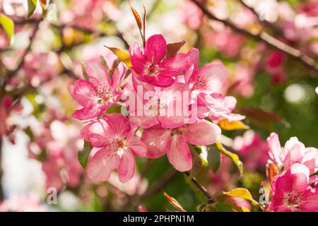 Albero di Mela Malus Rudolph, con fiori rosa scuro sullo sfondo sfocato bokeh. Molla. Disegno floreale astratto. Foto Stock