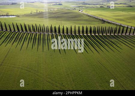 Documentazione fotografica aerea di una fila di cipressi nella Val di Orcia in Toscana Foto Stock