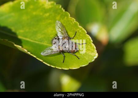 Mosca a grappolo maschile (Pollenia), mosche a mosca a mosca di famiglia (Calliphoridae) al sole su una foglia di un fuso giapponese (Euonymus japonicus). Primavera, marzo, Foto Stock