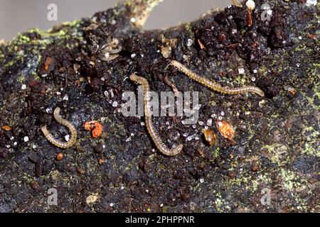 Closeup macchiato serpente millipedes Blaniulus guttulatus, famiglia Blaniulidae. Su apice di corteccia di albero sul suolo. Giardino olandese. Paesi Bassi, primavera, marzo Foto Stock