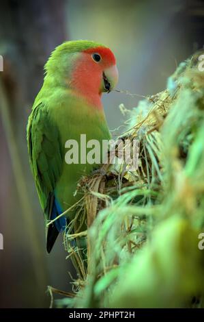 L'uccello pappagallo di lovebird di fronte a roseo è seduto su un ramo e la costruzione di un nido. Foto Stock