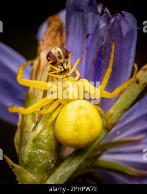 Un ragno femmina di granchio di goldenrod che cattura un hoverfly. Misumena vatia. Foto Stock