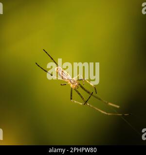 Un primo piano di Tetragnatha montana, noto come il ragno stretch d'argento. Foto Stock