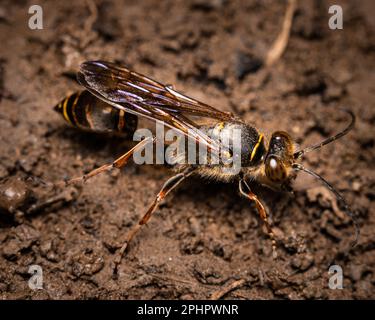 Un macrofone di Sceliphron curvatum, conosciuto come la vespa asiatica di fango-dauber. Foto Stock
