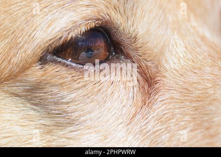 Primo piano dell'occhio destro con iride marrone e capelli marrone chiaro sulla faccia di un piccolo cane. Animali domestici, visione, malattie degli occhi e concetti di osservazione Foto Stock