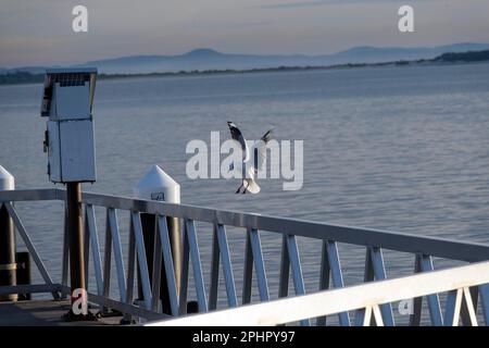 28 marzo 2023, Port Stephens, New South Wales, Australia: Gabbiano d'argento (Chroicocephalus novaehollandiae) a Shoal Bay Beach, Port Stephens, Mid North Coast, New South Wales, Australia. Shoal Bay e' il sobborgo piu' orientale dell'area governativa locale di Port Stephens nella Regione Hunter del nuovo Galles del Sud, in Australia. Si trova sulla riva meridionale di Port Stephens, adiacente alla baia omonima all'entrata del porto. L'Australia ospita più di 11, 000 spiagge. Alcune spiagge sono parchi giochi per la fauna marina e altri animali selvatici. Secondo il World Factbook, l'Australia ha il sixt Foto Stock