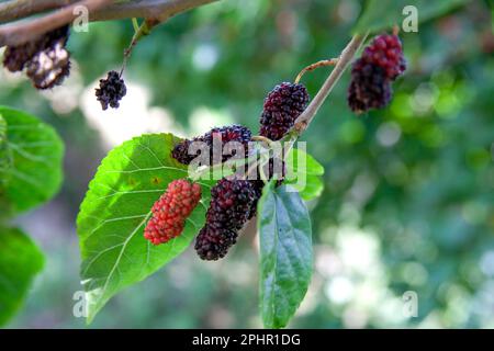 Gelso fresco, nero maturo e rosso non maturo sul ramo d'albero. Frutti di bosco sani in fattoria. Foto Stock