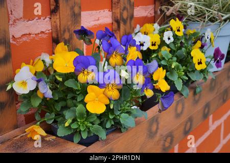 Fiori di Viola Cornuta. Horned Pansy o Horned Violet Foto Stock
