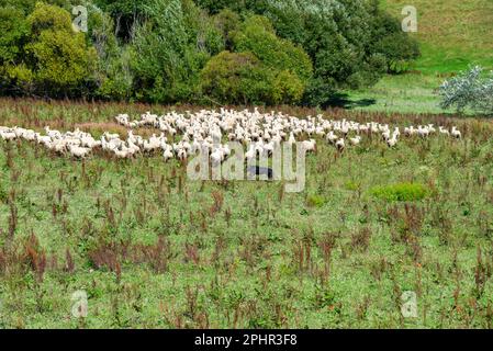 Sheepdog che lavora con una folla di pecore in un paddock nella Wairarapa, Nuova Zelanda Foto Stock