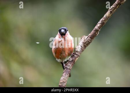 Maschio Eurasian Bullfinch (Pyrrhula pirrhula) che ammuffisce piume alla fine dell'estate. Una piuma galleggiante - Yorkshire, Regno Unito (settembre 2022) Foto Stock