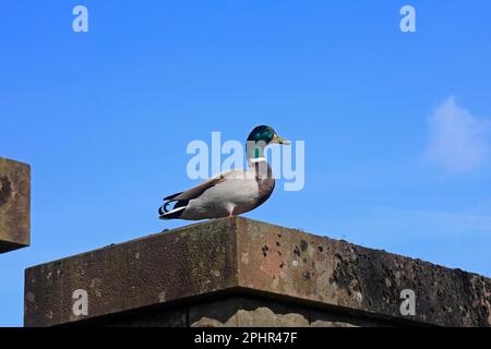 Anatra maschile, adulta mallard in alto sui bastioni delle mura del Castello di Cardiff. Marzo 2023. Molla. Foto Stock