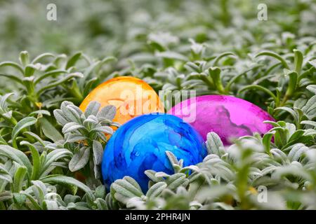 Uova di pasqua dipinte di giallo, blu e viola nascoste tra le piante. Primo piano con profondità di campo ridotta Foto Stock