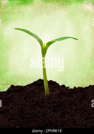 Foto verticale di un giovane germoglio di zucca su sfondo verde con spazio copia. Foto Stock