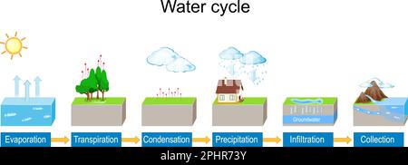 Ciclo dell'acqua. infografica con spiegazione dettagliata. Diagramma vettoriale. Paesaggio idrologico. Schema scolastico di geografia. Illustrazione per uso didattico Illustrazione Vettoriale