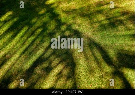 L'ombra dell'albero di cocco lascia sull'erba del prato durante la luce del sole di pomeriggio. Foto Stock