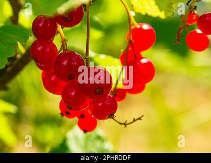 Ribes rosso, nome latino Ríbes rúbrum Foto Stock